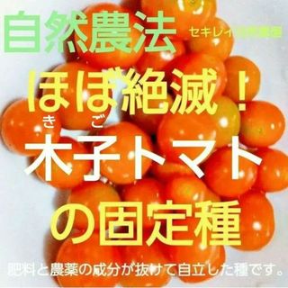 自然農法　木子トマトの固定種４０粒以上(野菜)