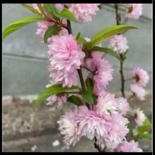 ニワザクラ苗　ポットごと配送　庭桜(その他)