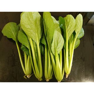 取りたて低農薬小松菜ネコポスいっぱい(野菜)