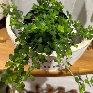 観葉植物　ペペロミア(その他)