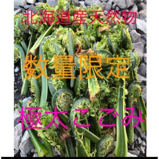 数量限定　北海道産天然物コゴミ(野菜)