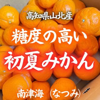 20高知県山北産 サイズおまかせ なつみ 南津海 約5kg 初夏みかん(フルーツ)