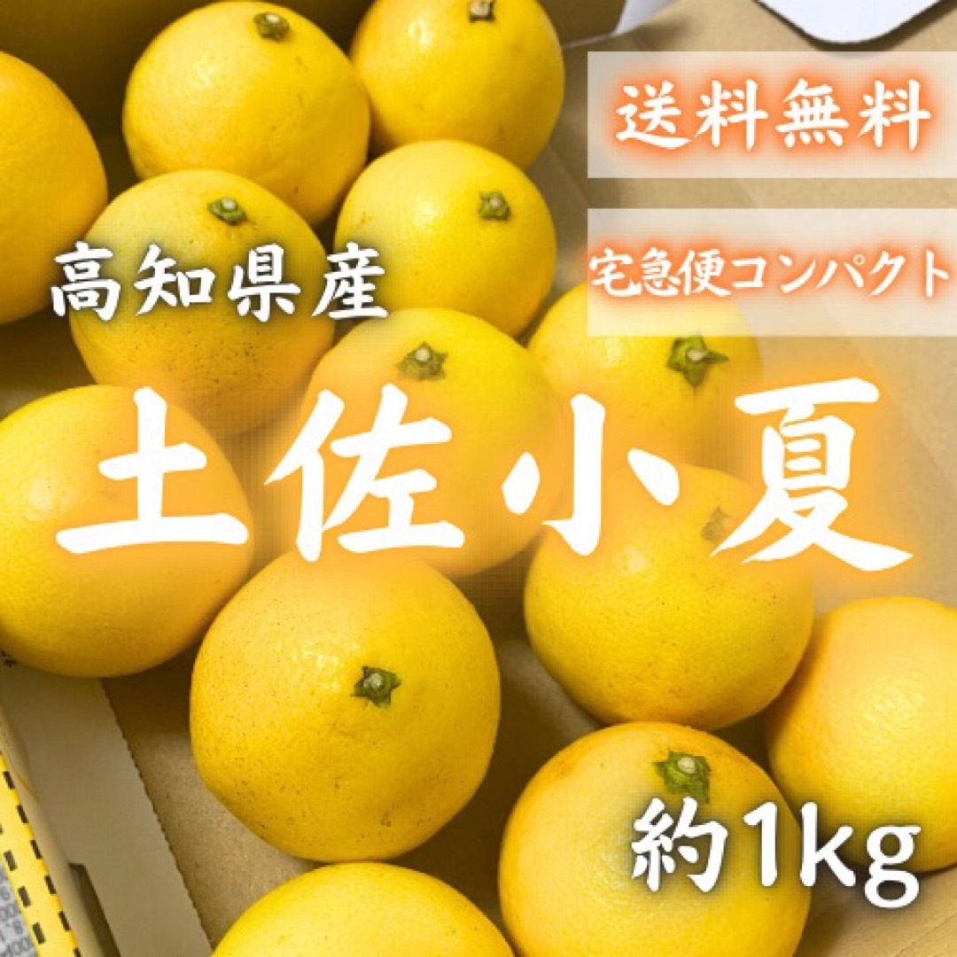 2高知県産 土佐小夏 約1kg 宅急便コンパクト 日向夏 ニューサマーオレンジ 食品/飲料/酒の食品(フルーツ)の商品写真