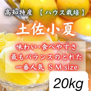 36.一番人気小玉サイズ 温室 土佐小夏 約2kg 日向夏 ニューサマーオレンジ(フルーツ)