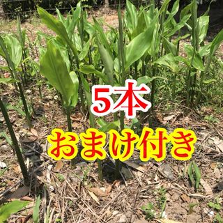 みょうが苗　ミョウガ  地下茎　おまけ付き　無農薬　野菜(野菜)