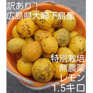 【常温便・訳あり品】酸っぱいだけじゃない！甘味も感じる農薬不使用レモン1.5キロ(フルーツ)