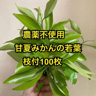 農薬不使用　甘夏みかんの若葉　枝付100枚