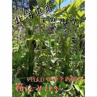 北海道産 天然山ウド 1キロ(野菜)