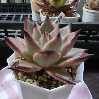 多肉植物 14.798エケベリア  ロメオルビン×エボニー　美苗(その他)