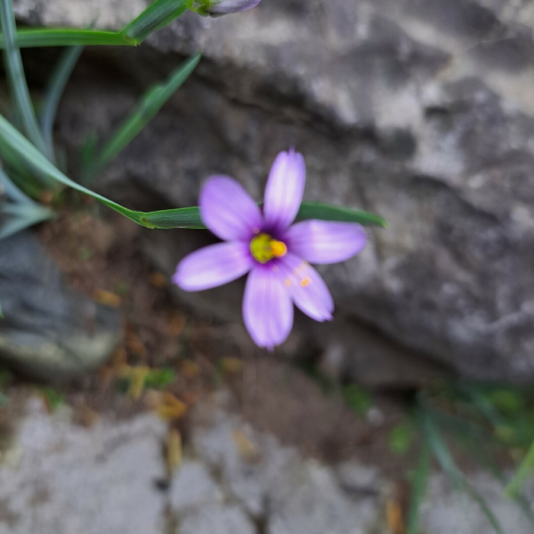 花苗  Sisyrinchium bermudiana 抜き苗 1株 ハンドメイドのフラワー/ガーデン(その他)の商品写真