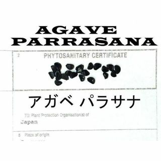 10月入荷 50粒+ アガベ パラサナ 証明書あり 種 種子(その他)