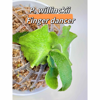 ビカクシダ　willinckii finger dancer spore 板付き(その他)