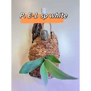 ビカクシダ　白ビフ　E-1  sp white 最高品質厚めコルク樹皮着生(その他)