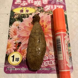 ダリア球根あふれ咲き(その他)