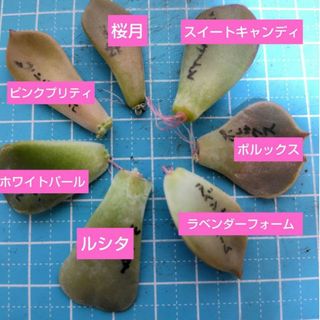 【多肉植物】スイートキャンディ、ラベンダーフォームなど葉挿し7種類セット(その他)