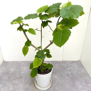 フィカス　ウンベラータ　20【現品】観葉植物　室内(その他)