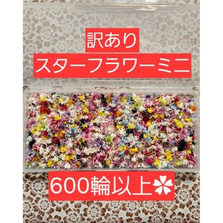 訳あり スターフラワーミニ マルセラ たっぷり600輪以上  花材 大地農園(プリザーブドフラワー)