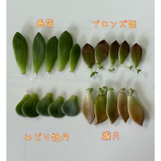 多肉植物　葉挿しセット(プランター)