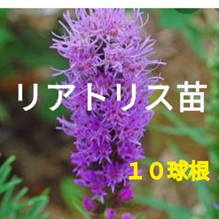 紫色のリアトリス苗　球根　１０球根(プランター)