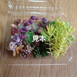 多肉植物  カット苗MIX(8種類以上)(その他)