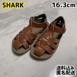 Shark Salt Water Sandals 16.3cm キャメル(サンダル)