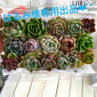 多肉植物カット苗☆はるみ様専用出品❤︎.*(その他)