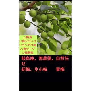 岐阜産  無消毒 、自然任せの 天然 青小梅、初小梅  1000g