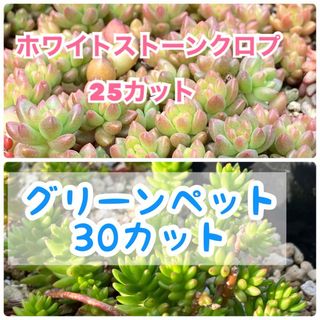 多肉植物　グリーンペット　セダム(その他)