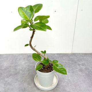 フィカス　アルテシマ　曲がり　14【現品】観葉植物　室内(その他)