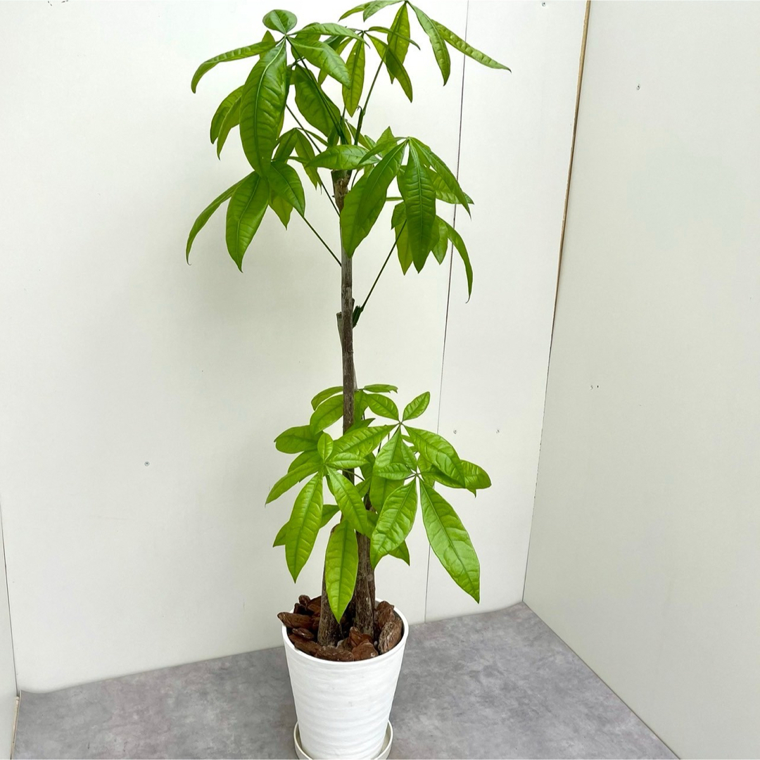 パキラ　接ぎ木　3本立て　8【現品】観葉植物　室内 ハンドメイドのフラワー/ガーデン(その他)の商品写真