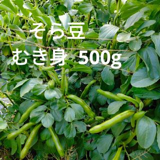 [期間限定販売]そら豆　むき身　500g(野菜)