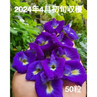 バタフライピー種50粒＋/butterflypee 50seeds(その他)