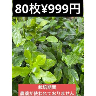 フレッシュ　コブミカンの葉　こぶみかん　こぶみかん　葉　バイマックル葉  80枚(野菜)