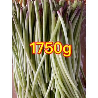 本日発送　天然山ふき 1750g  ふき　山ふき　天然ふき(野菜)