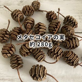 メタセコイア　木の実　約280g 自然乾燥(その他)