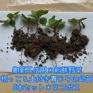 農薬不使用野菜＊青じその幼苗＊5本セット＊大葉＊シソ＊初心者向け＊ネコポス