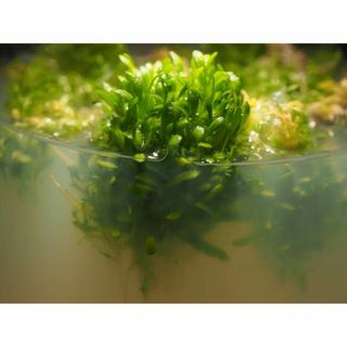 食虫植物 Utricularia menziesii 外植体導入株 無菌フラスコ(その他)