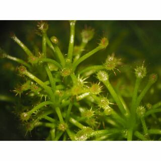 食虫植物 Drosera solaris 無菌播種株 無菌フラスコ苗(その他)