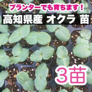 3本 オクラ 苗 野菜 即購入OK  a