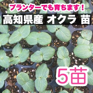 5本 オクラ 苗 野菜 即購入OK  a(野菜)