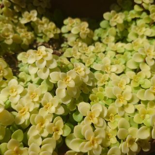 多肉植物  カット苗  黄金丸葉万年草(その他)