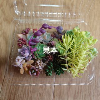 多肉植物  カット苗MIXセット(8種類以上)(その他)