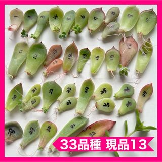 セール中 多肉植物 葉挿し 33品種 現品13(その他)