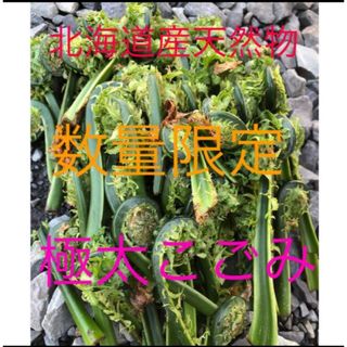 数量限定　北海道産天然物こごみ(野菜)