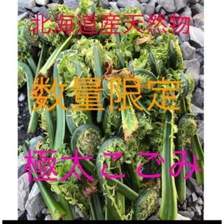 数量限定　北海道産天然物こごみ　2キロ(野菜)