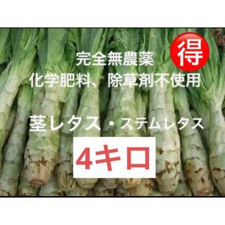 新鮮無農薬栽培　香川県産　茎レタス(ステムレタス)4キロ(野菜)