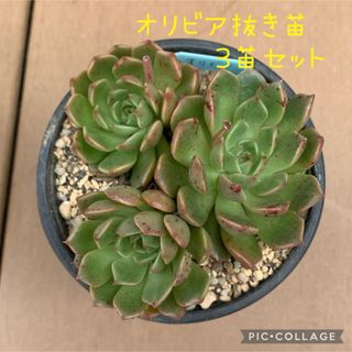 多肉植物　オリビア　抜き苗　3苗セット(その他)