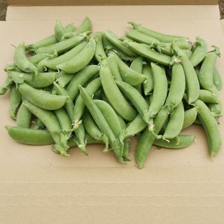 スナップえんどう　朝採り　600g(野菜)