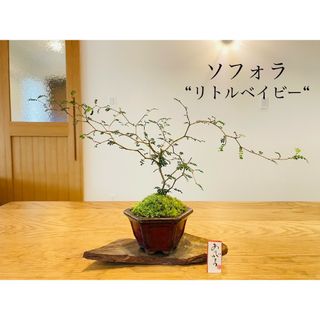 ソフォラの苔盆栽　リトルベイビー　ホソバオキナゴケ(雑貨)