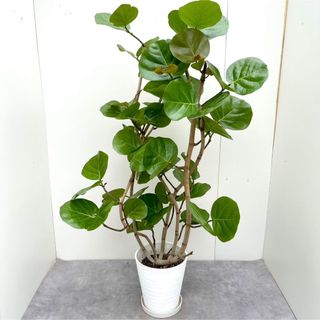 シーグレープ　曲がり【現品】観葉植物　大型(その他)